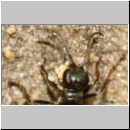 Dipogon subintermedius - Wegwespe w07d 7-8mm Sandgrube Niedringhaussee - mit Nestmaterial zwischen den Mandibeln-det.jpg